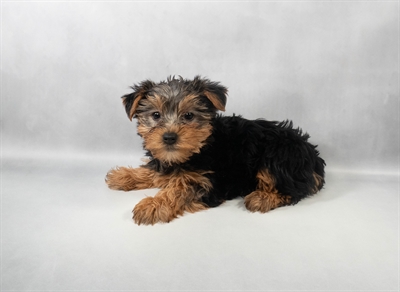 [#M13637] Black and Tan F Yorkshire Terrier Puppies for Sale