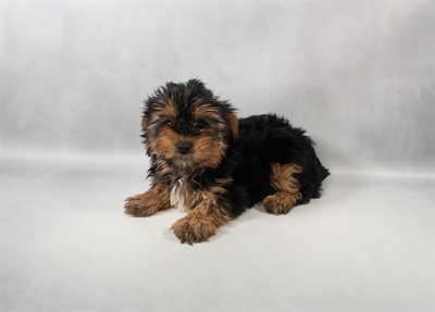 [#M13639] Black and Tan M Yorkshire Terrier Puppies for Sale