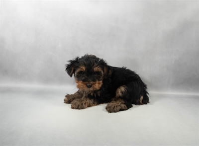 [#M13641] Black and Tan M Yorkshire Terrier Puppies for Sale