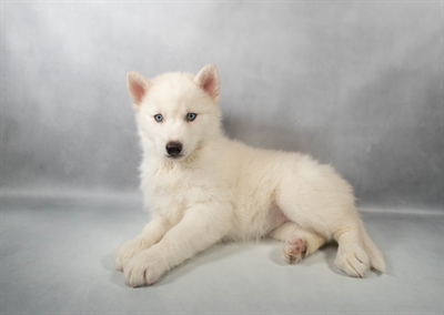 [#M13672] White F Siberian Husky Puppies for Sale