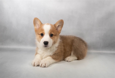 [#M13691] Red M Pembroke Welsh Corgi Puppies for Sale