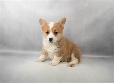 [#M13694] Red F Pembroke Welsh Corgi Puppies for Sale