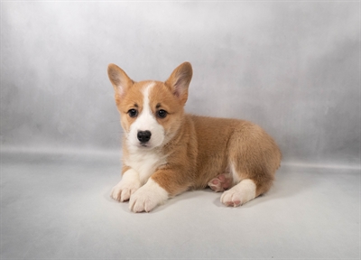 [#M13696] Red F Pembroke Welsh Corgi Puppies for Sale