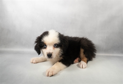 [#M13782] Black White and Brown M Miniature Australian Shepherd Puppies for Sale
