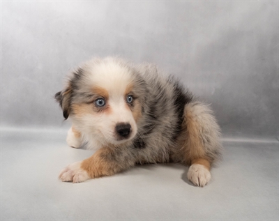 [#M13784] Blue Merle White and Tan M Miniature Australian Shepherd Puppies for Sale