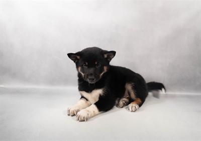 [#M13787] Black and Tan M Shiba Inu Puppies for Sale