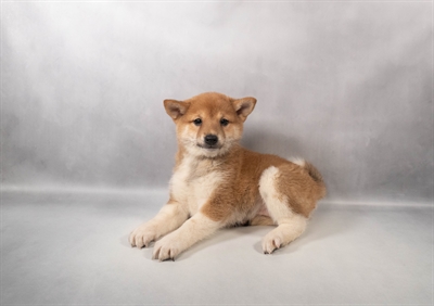 [#M13789] Red F Shiba Inu Puppies for Sale
