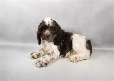 [#M13797] Brown and White M Cocker Spaniel Puppies for Sale