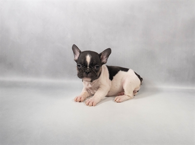 [#M13902] Black and Tan F French Bulldog Puppies for Sale