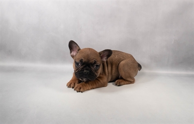 [#M13903] Red M French Bulldog Puppies for Sale