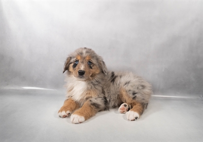 [#M13929] Blue Merle White and Tan F Australian Shepherd Puppies for Sale