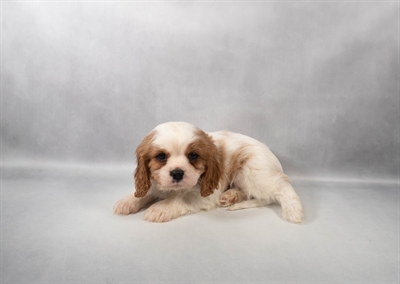 [#M13994] Blenheim M Cavalier King Charles Spaniel Puppies for Sale
