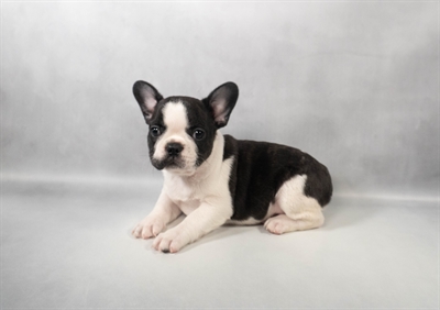[#M14009] Brindle and White F French Bulldog Puppies for Sale