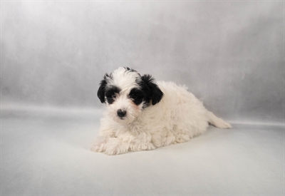 [#M14160] Black and White F Yochon Puppies for Sale