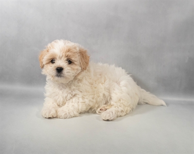 [#M14182] Cream F Teddy Bear Puppies for Sale