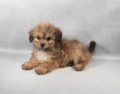 [#M14186] Gold M Teddy Bear Puppies for Sale