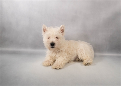 [#M14211] White M West Highland White Terrier Puppies for Sale