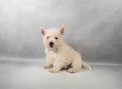 [#M14215] White F West Highland White Terrier Puppies for Sale