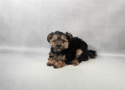 [#M14262] Black and Tan F Morkie Puppies for Sale