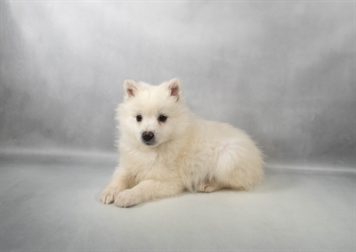 [#M14320] White F American Eskimo Puppies for Sale