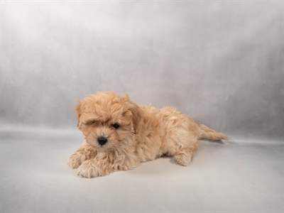 [#M14356] Golden M Lhasa poo Puppies for Sale