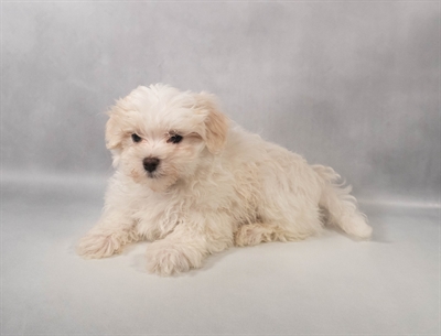 [#M14366] White M Maltese Puppies for Sale
