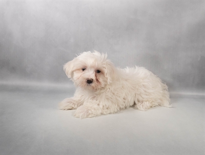 [#M14389] White F Maltese Puppies for Sale