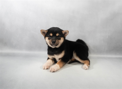 [#M14500] Black and Tan F Shiba Inu Puppies for Sale