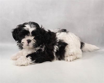 [#M14628] Black and White F Shih Tzu Puppies for Sale