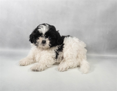 [#M14630] Black and White M Shih Tzu Puppies for Sale
