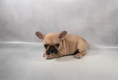 [#M14792] Fawn F French Bulldog Puppies for Sale
