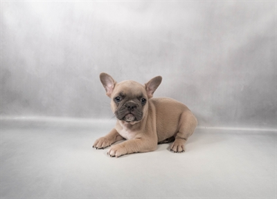 [#M14794] Blue Fawn M French Bulldog Puppies for Sale