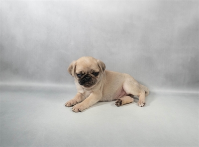 [#M14836] Fawn F Pug Puppies for Sale