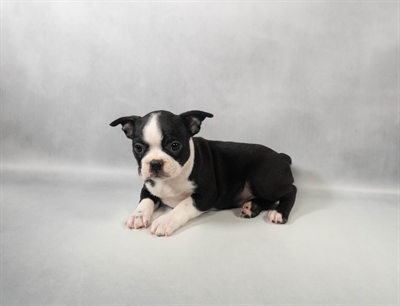 [#M14925] Black and White F Boston Terrier Puppies for Sale