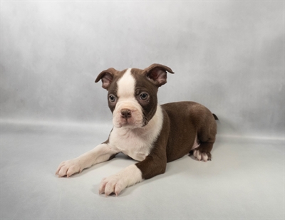 [#M14930] Seal and White M Boston Terrier Puppies for Sale