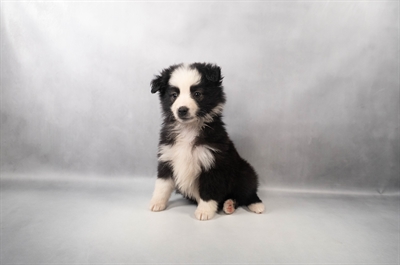 [#M15000] Black White and Brown F Miniature Australian Shepherd Puppies for Sale