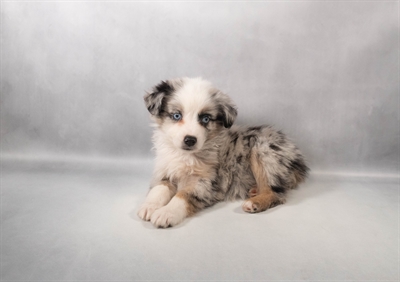 [#M15002] Blue Merle White and Tan M Miniature Australian Shepherd Puppies for Sale