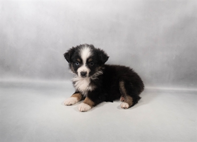 [#M15003] Black White and Brown M Miniature Australian Shepherd Puppies for Sale