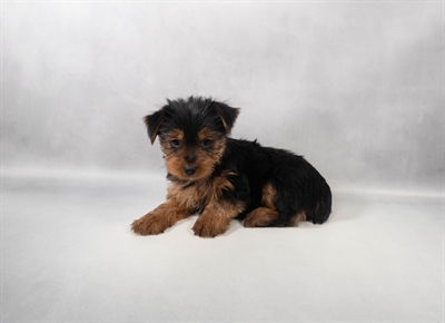 [#M15479] Black and Tan F Yorkshire Terrier Puppies for Sale
