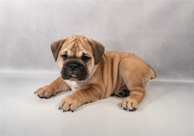 [#M16279] Fawn F Mini Bulldog Puppies for Sale