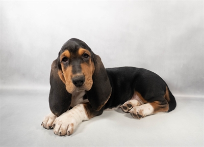 [#M16696] Black White and Tan M Basset Hound Puppies for Sale