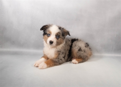 [#M16709] Blue Merle White and Tan M Toy Australian Shepherd Puppies for Sale