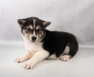 [#M16752] Black and Tan M Shiba Inu Puppies for Sale