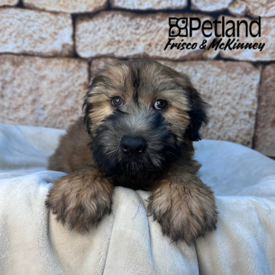 [#26237-02] Wheaten M Soft Coated Wheaten Terrier Puppies for Sale