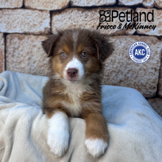 [#M16025] Red F Australian Shepherd Puppies for Sale