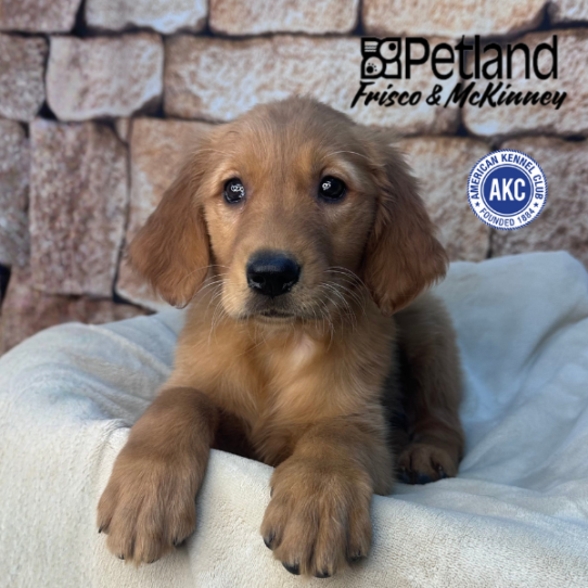 [#253265-08] Golden F Golden Retriever Puppies for Sale