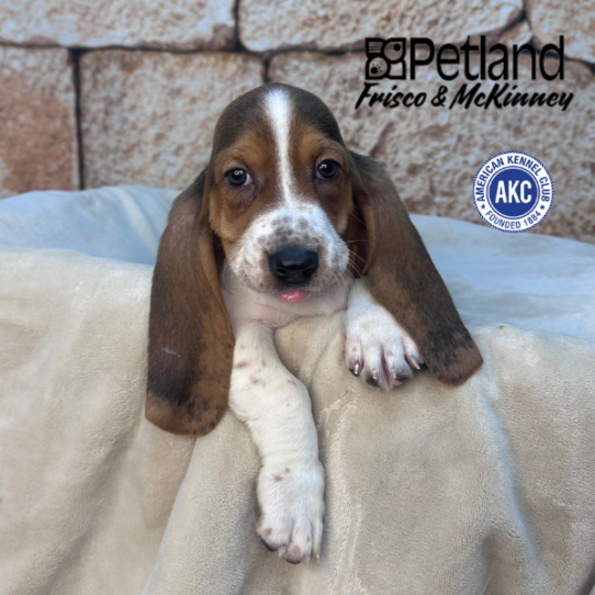 [#M16251] Black White and Tan M Basset Hound Puppies for Sale