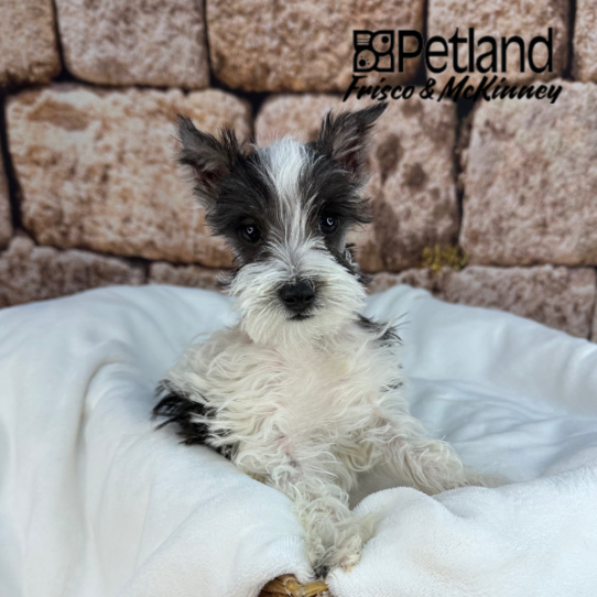 [#M15367] Black and Silver M Miniature Schnauzer Puppies for Sale