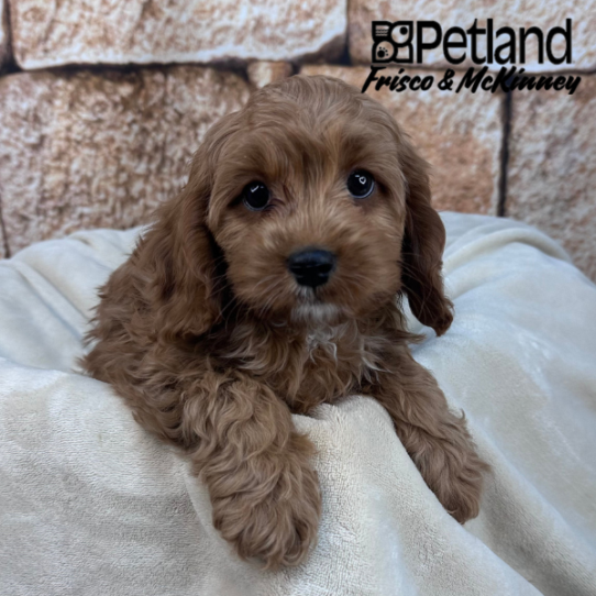 [#266-01] Red M Cavapoo Puppies for Sale