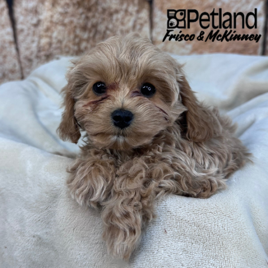 [#265-03] Red F Cavapoo Puppies for Sale